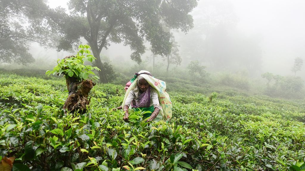Tea country