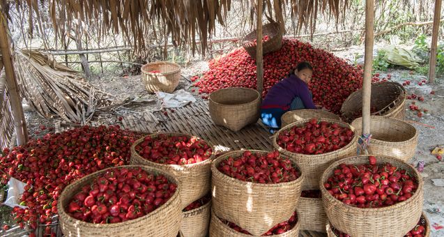 Rural Myanmar