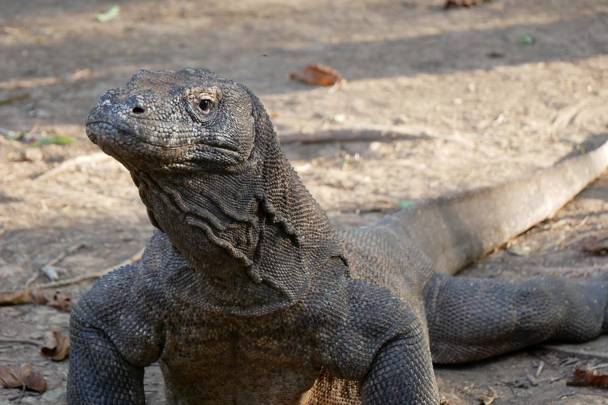 Komodo Dragon