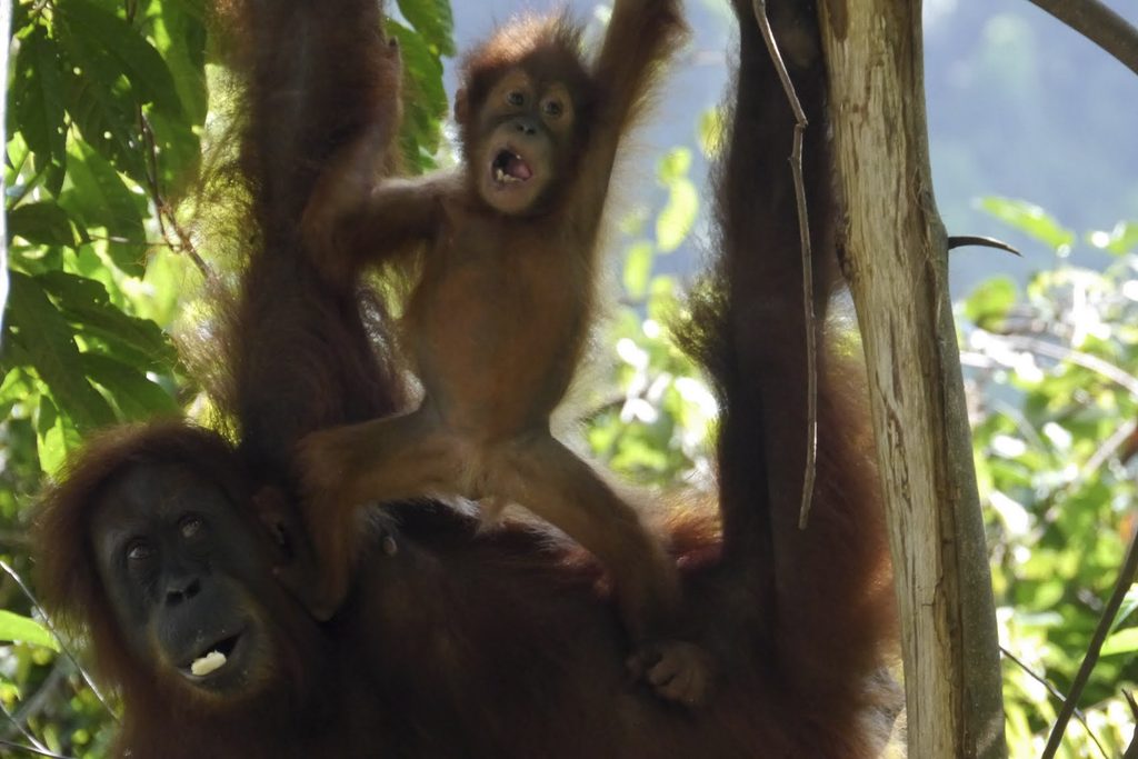 Orangutans, Sumatra