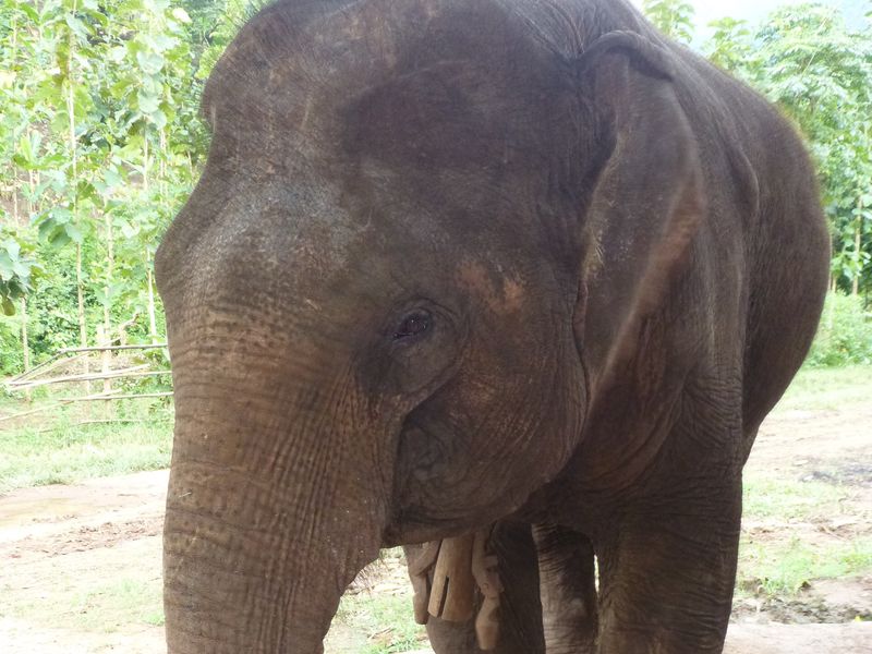 elephant up close