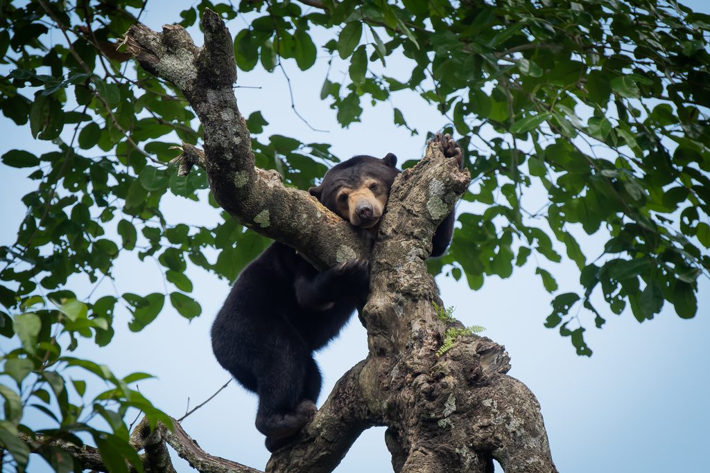 Sun bear, Borneo