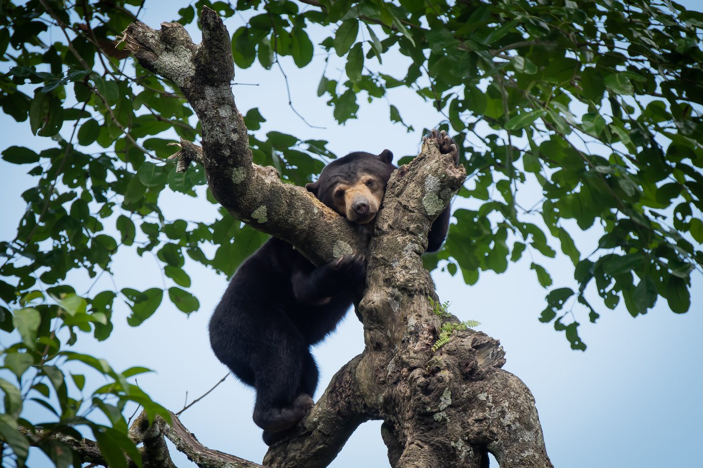 Spotting sun bears