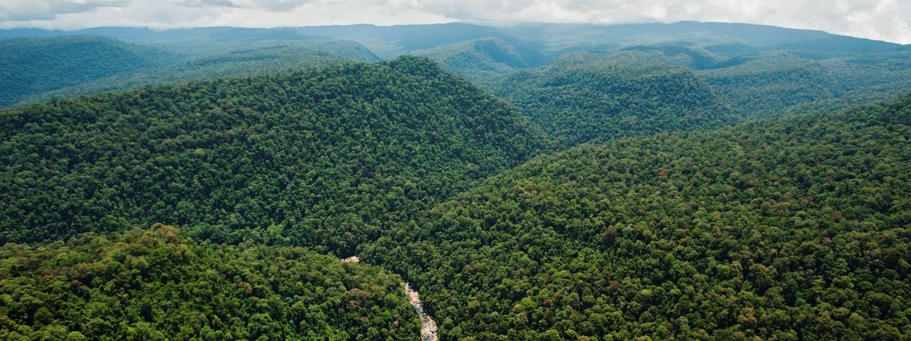 Borneo trekking