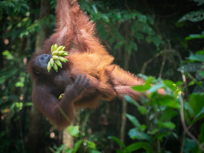 Spotting wild orangutans, Borneo