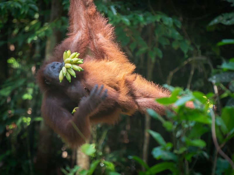 borneo