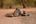 a group of tigers lying on a dirt road