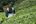a man working in a tea plantation