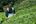 a man working in a tea plantation