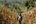 a person walking through a field of corn