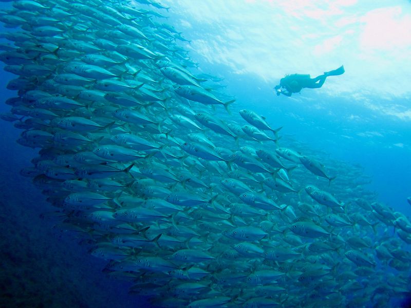 Diving Okinawa