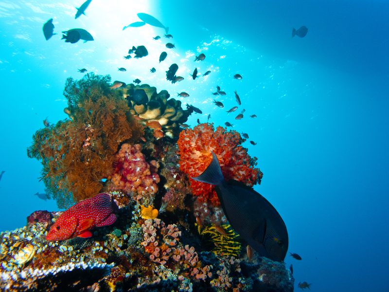 Komodo diving Indonesia