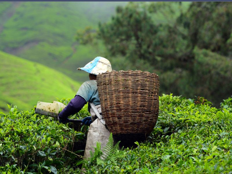 Cameron Highlands