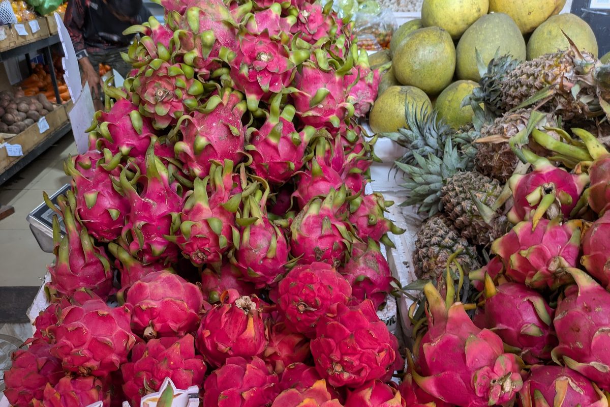 Dragon fruit in Kampot cambodia