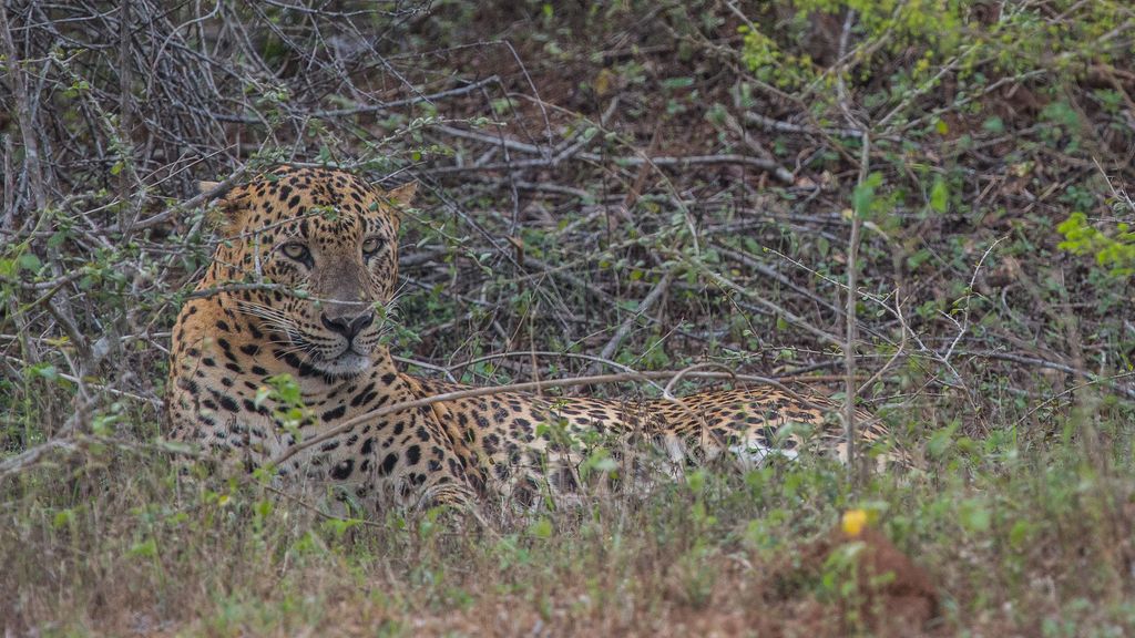 Leopard