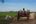 Man on an ox-drawn cart in Cambodia
