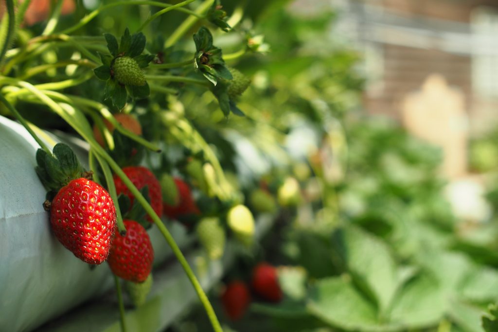 Cameron Highlands gardens strawberry