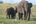 Elephants in Gal Oya