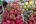 a pile of fruit in a market