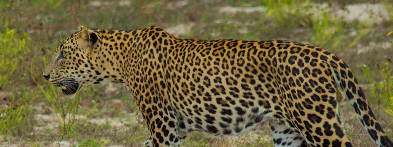 Leopard