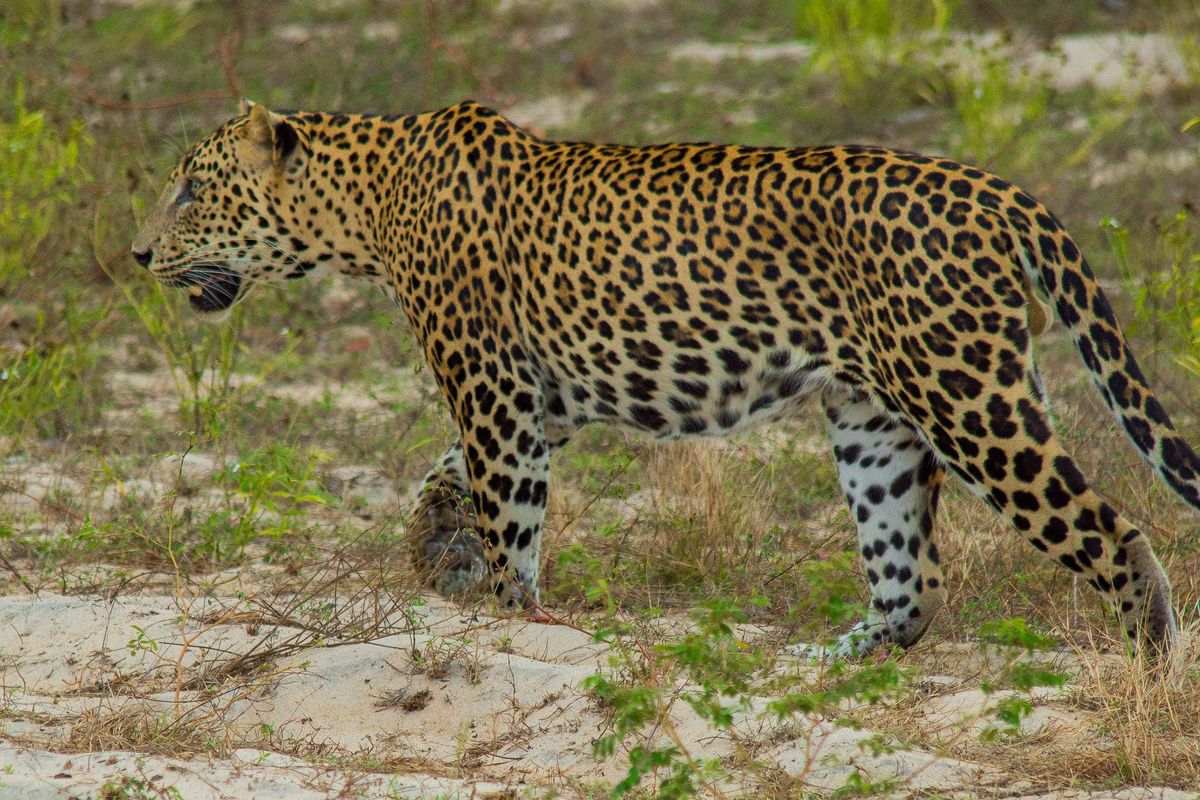 Leopard in Sri Lanka National Park