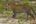 a leopard walking in the dirt