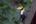 a bird with a yellow beak