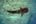 a fish swimming in the water