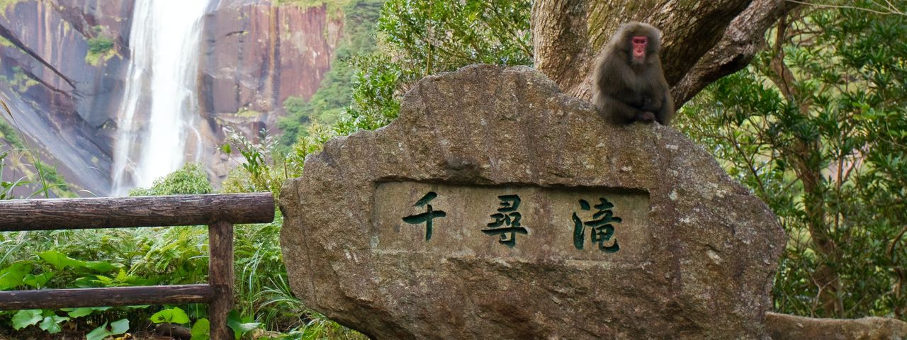Yakushima forest