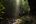 a group of people walking in a forest