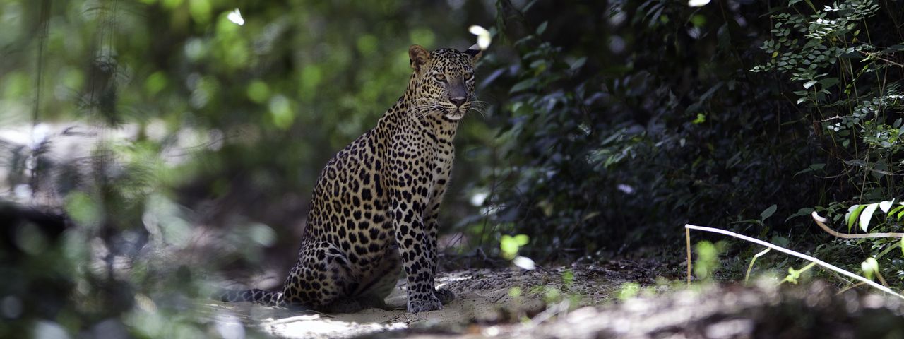 Leopard Trails