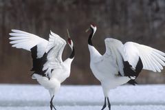 a couple of cranes dancing in the snow