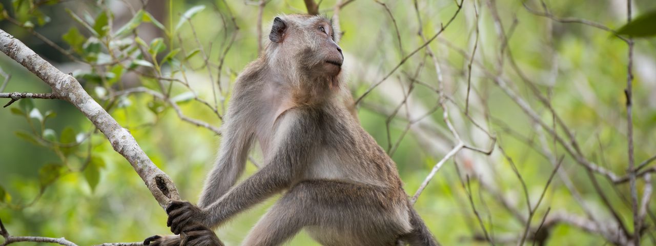 Bako National Park