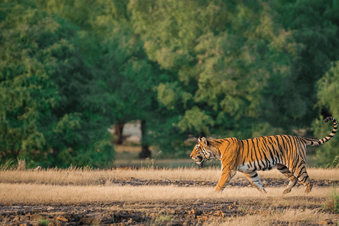 See tigers in the wild