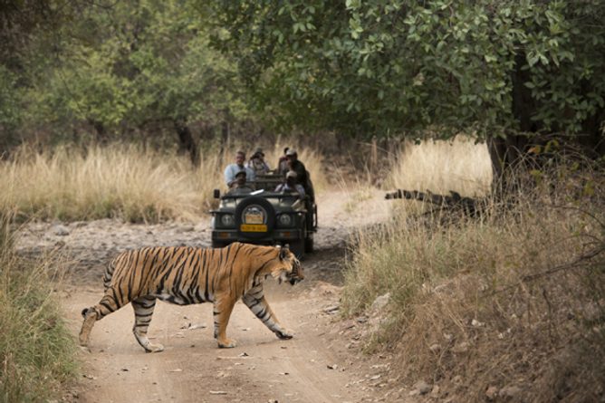 Spot tigers in Ranthambore
