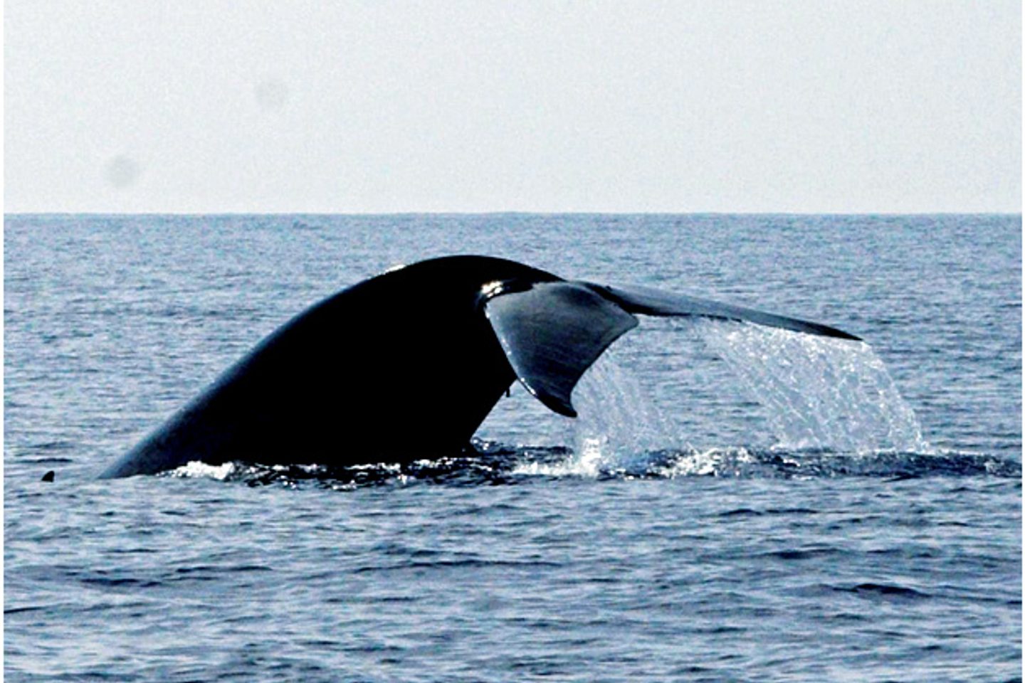 Whale in Sri Lanka