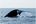 a whale tail above the water