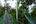 Canopy walkways over the jungle