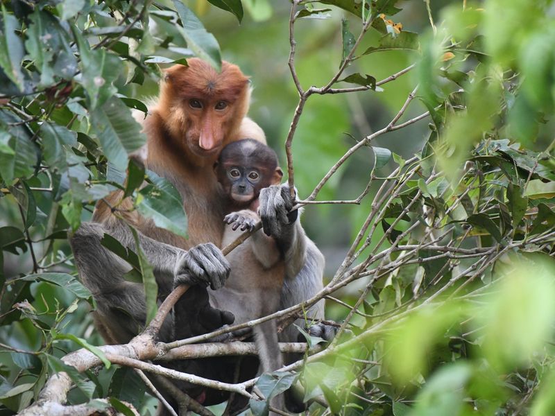 proboscis monkey
