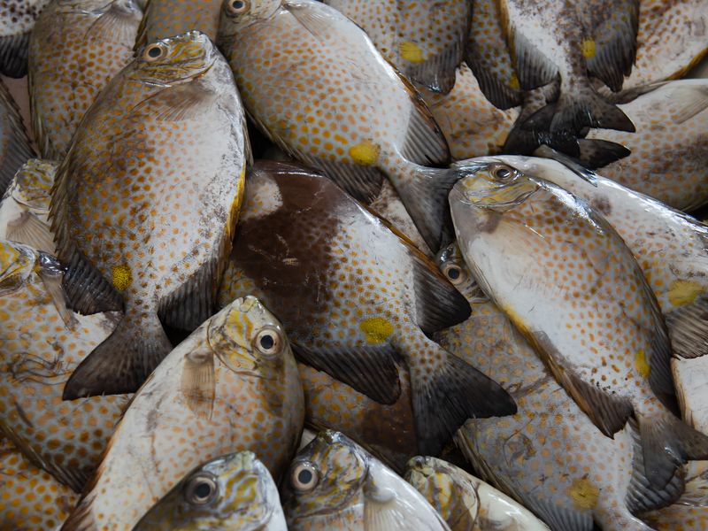 fish in sabah