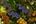a group of colorful sea creatures