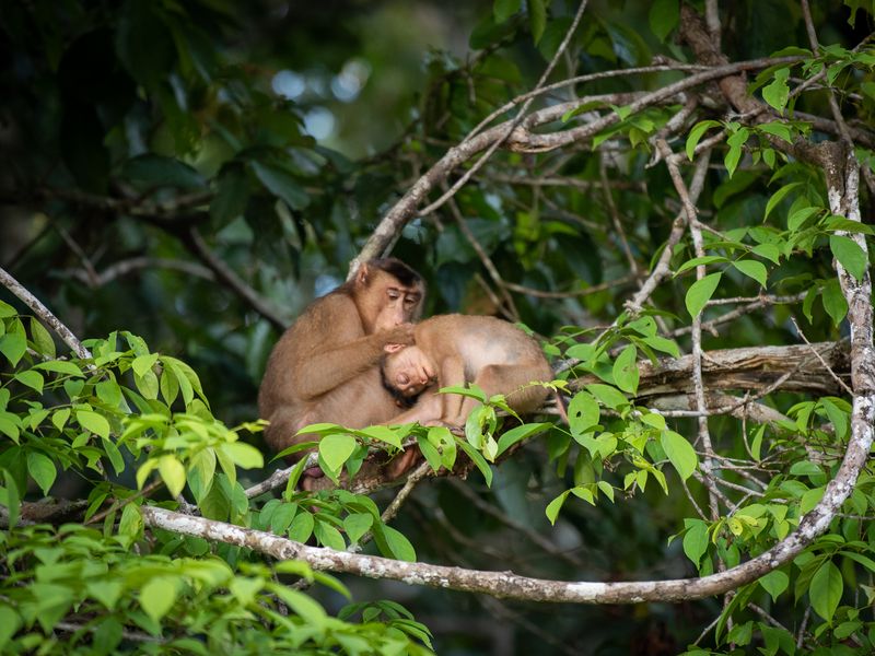 Monkeys in Borneo