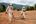 a couple of people wearing white and tan outfits walking on a dirt field