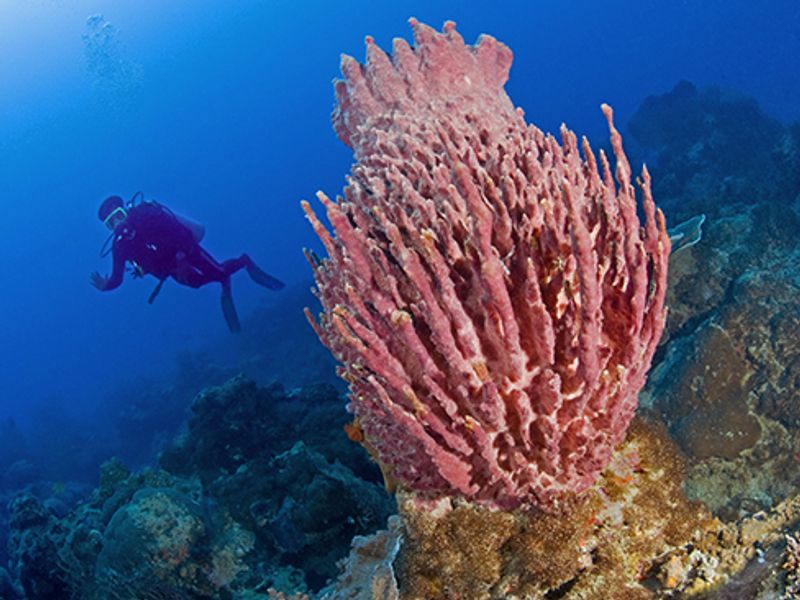 Diving at Kura Kura Resort Indonesia