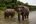 Mandalao elephants in water
