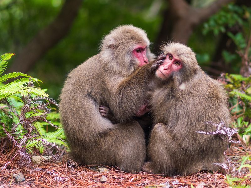 Japan monkeys