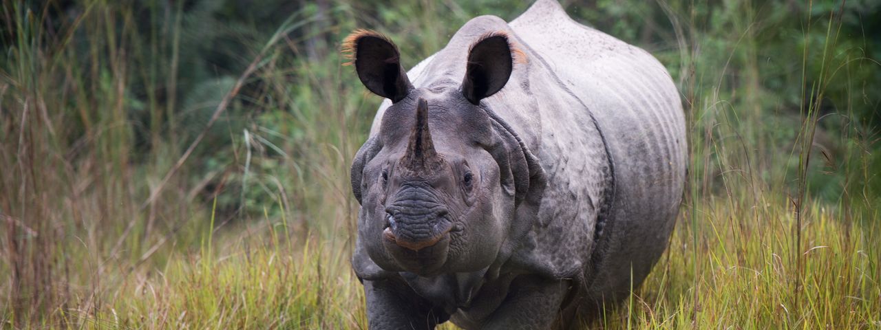 Rhino in Nepal