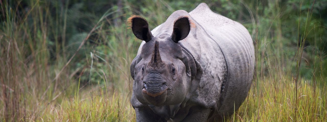 rhino