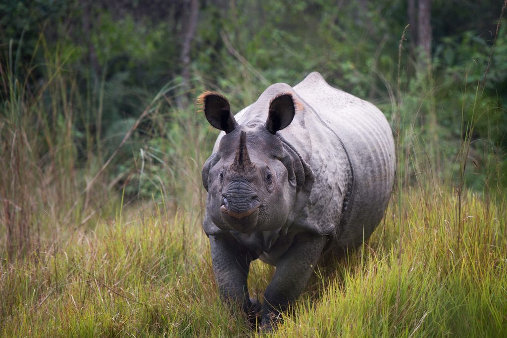 Rhino in Chitwan National Park, Nepal