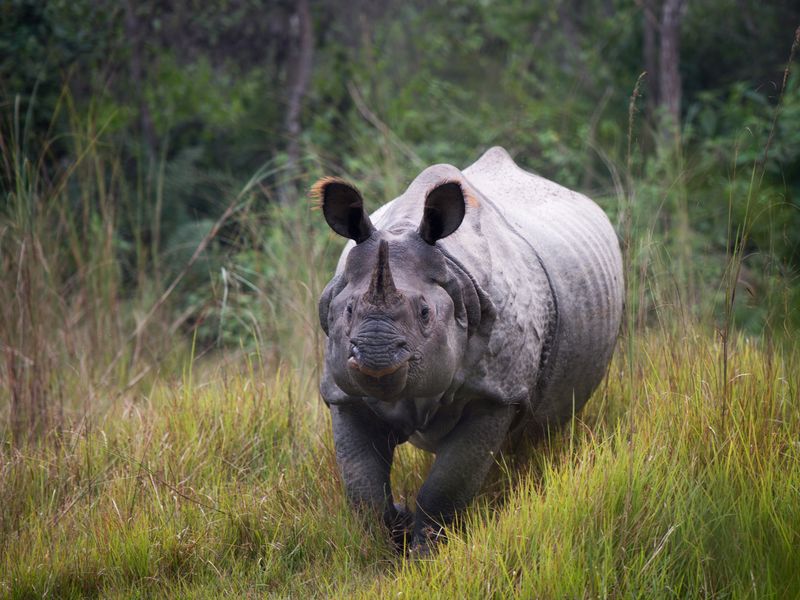 rhino